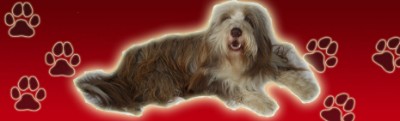 www.bearded-collie-frodo.lu